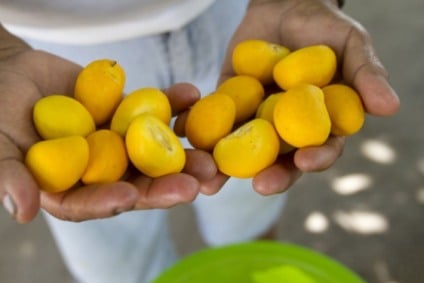 Cuiabá realiza Festival Gastronômico e Cultural do Pequi