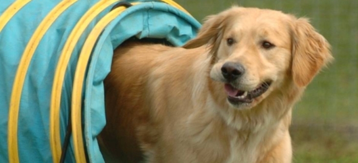 Tem início a venda de ingressos para a Pet Experience
