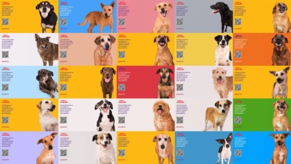 MSD Saúde Animal e CP+B incentivam a adoção de pets