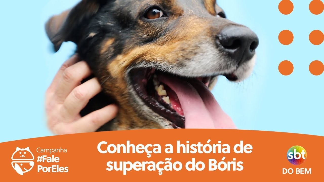 sbt do bem causa animal