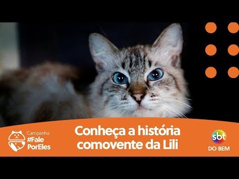 sbt do bem causa animal