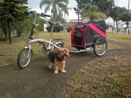 Bike Táxi faz a alegria dos bichos em Jacareí