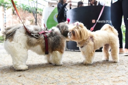 Purina promove experiências na primeira Casa TPM pet friendly