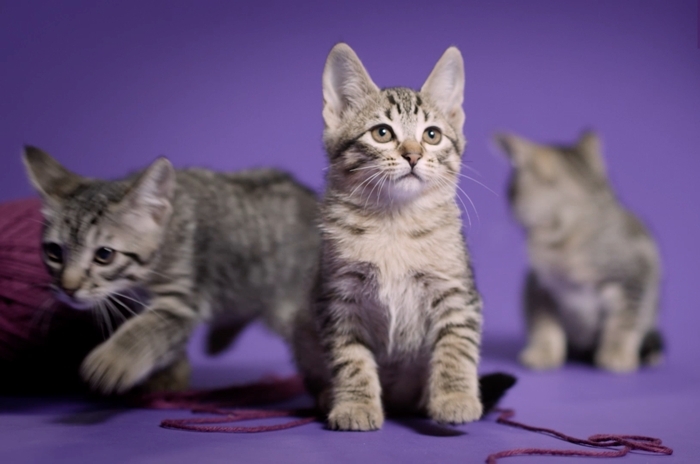 Cães e gatos para adoção estrelam campanha de Qualitá