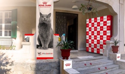 Seja gato por um dia com a Royal Canin