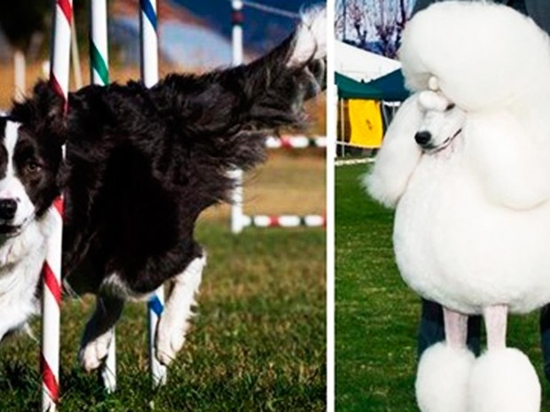 Salvador sedia concurso internacional de beleza para cães de raça em feira