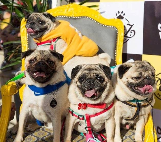 Jurerê Open promove o "Dog’s Day"