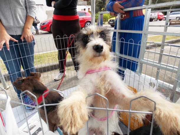 Shopping D promove feira de adoção de animais