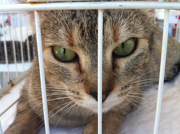 Campanha de Adoção de Cães e Gatos Leroy Merlin é hoje 