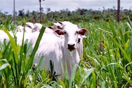 Acontece amanhã o 1º Fórum de Sustentabilidade da Pecuária