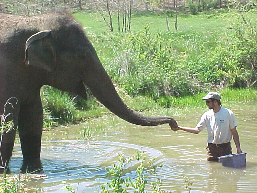amarula elefantes