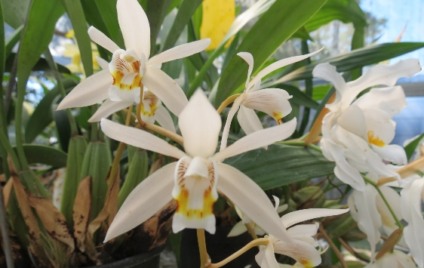 Atrium Shopping promove I Mostra de Orquídeas