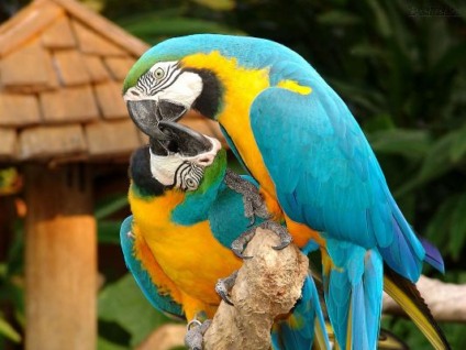05 de Outubro - Dia das Aves
