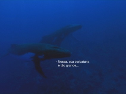 Greenpeace defende namoro das baleias