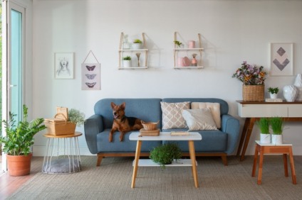 Mobly e Amor em Patas se unem para ação em prol dos animais