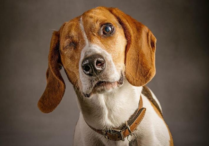 Fotógrafo retrata cães cegos para adoção