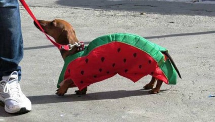 BH tem Carnaval 'bom pra cachorro' no Blocão