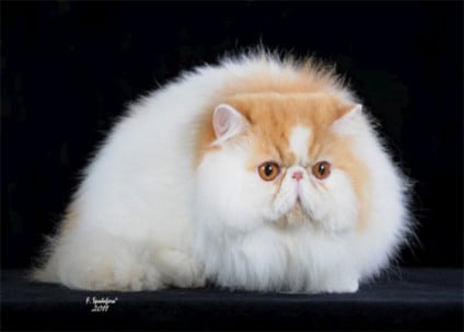Royal Canin patrocina gatos na FIFe World Cat Show