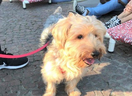 Bredogday do Passeio Primavera terá campanha do "Augasalho"