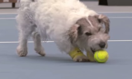 Cães viram gandulas no ASB Classic