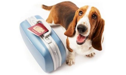 Sheraton São Paulo implanta o "Love the Dog!"