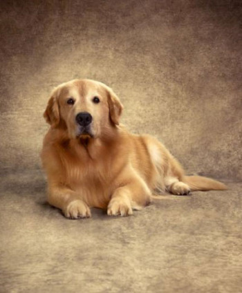 Fotos de cães de famosos no Pátio Higienópolis 