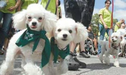 Cãominhada é sucesso em São Bernardo do Campo