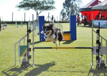 Hotel Clube de Cãompo sedia encontro de Westies