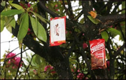 Em Campos do Jordão tem chocolate nas árvores