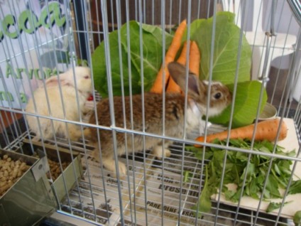 Coelhos de verdade na Páscoa do Farol Shopping