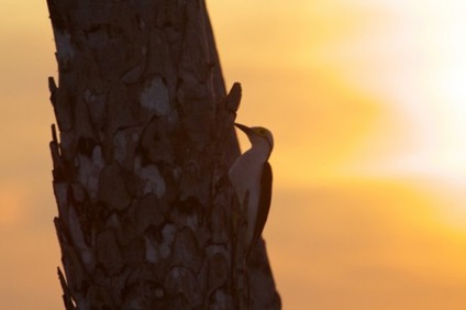 Natureza no Brasil é destaque de concurso fotográfico
