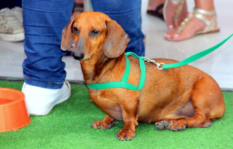 Pátio Cianê inaugura playground para os pets