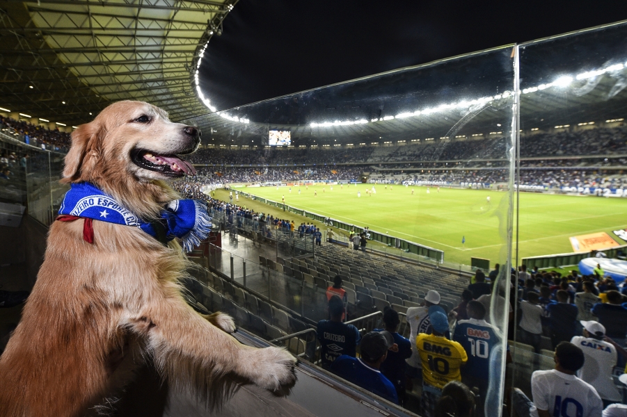 Em ação inovadora, Mineirão inaugura espaço para ‘cães torcedores’