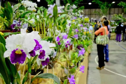 Belo Horizonte recebe 38ª Feira e Exposição Nacional de Orquídeas