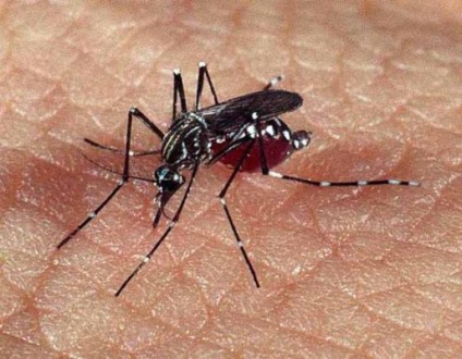 O delírio da dengue