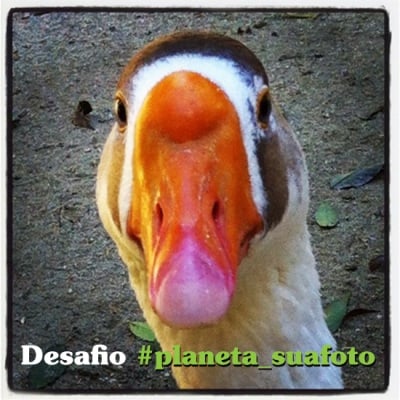 Celebrando o Dia Mundial dos Animais no Instagram