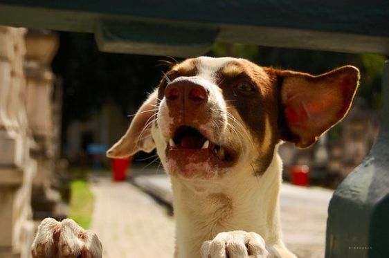 desfile de cachorro vira lata