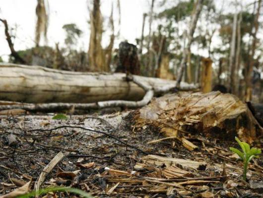 Google ajudará a combater desmatamento na Amazônia