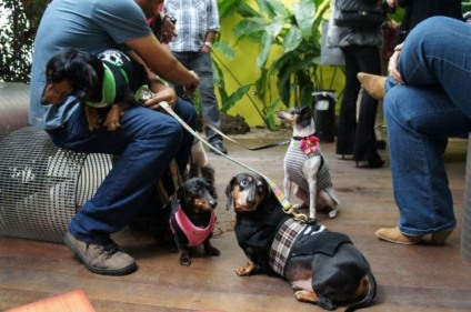 Dogs Care marca presença no Lado B da SPFW