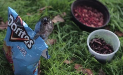 Doritos divulga dez finalistas do “Crash the Super Bowl”