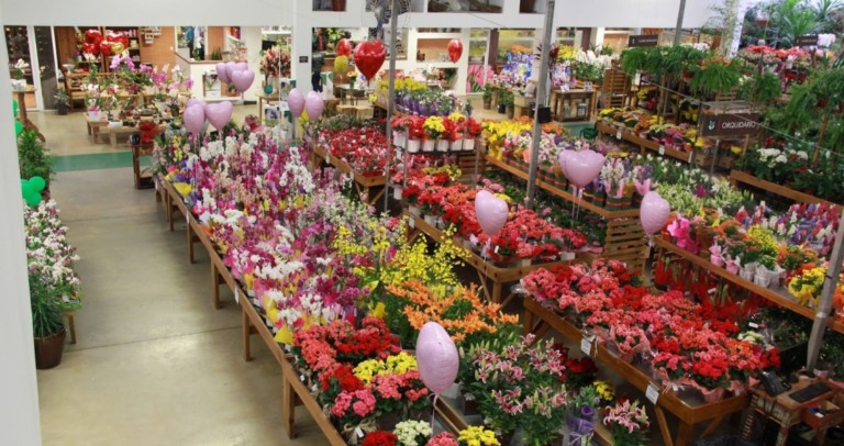 Floricultura curitibana é referência no uso sustentável da água