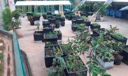Paraisópolis ganha horta comunitária