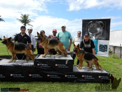 Criadores de cães se encontram na Expo Pastor