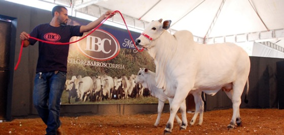 Maceió realiza a 61ª edição da Expoagro