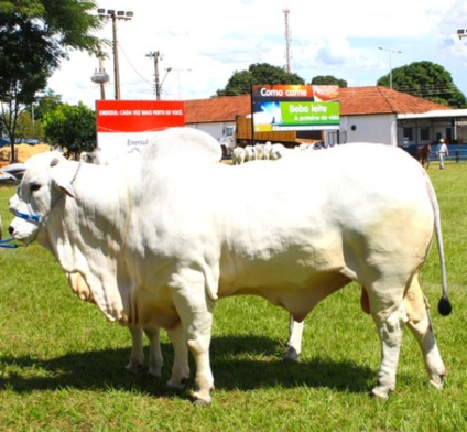 Expogrande será modernizada a partir de 2012