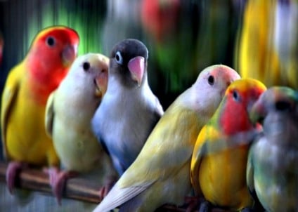 Expopeq realiza evento com mais de dois mil animais