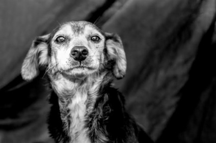  Platinum Outlet realiza exposição sobre adoção de animais