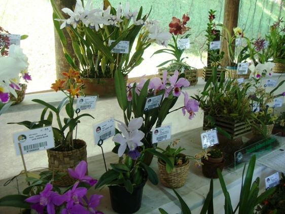 Vinhedo recebe etapa nacional de exposição de orquídeas