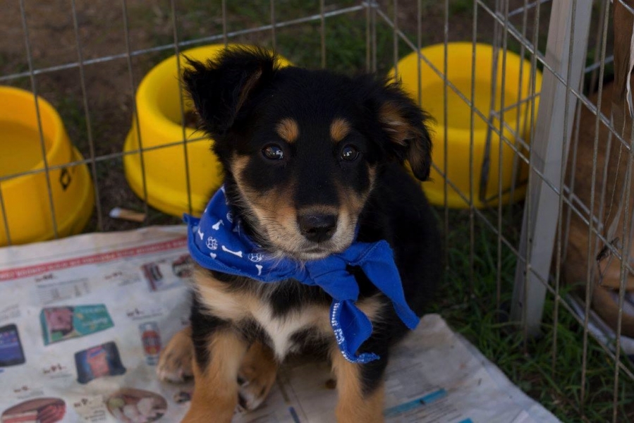 Cervejaria vai trocar chope por ração de cachorro