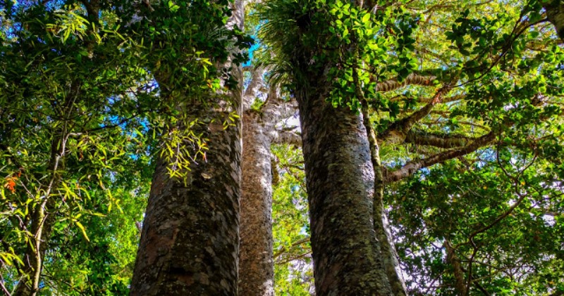 Nova Zelândia vai incentivar o turismo com a 'Floresta da Esperança'